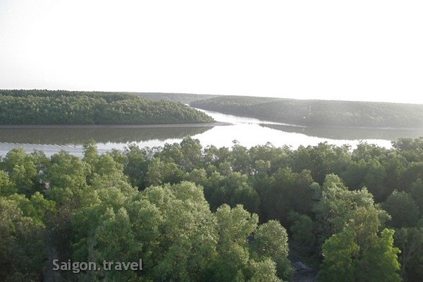 can gio mangrove forest, can gio mangrove forest day tour